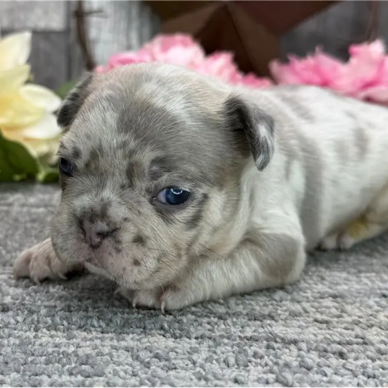 Neville | image 1