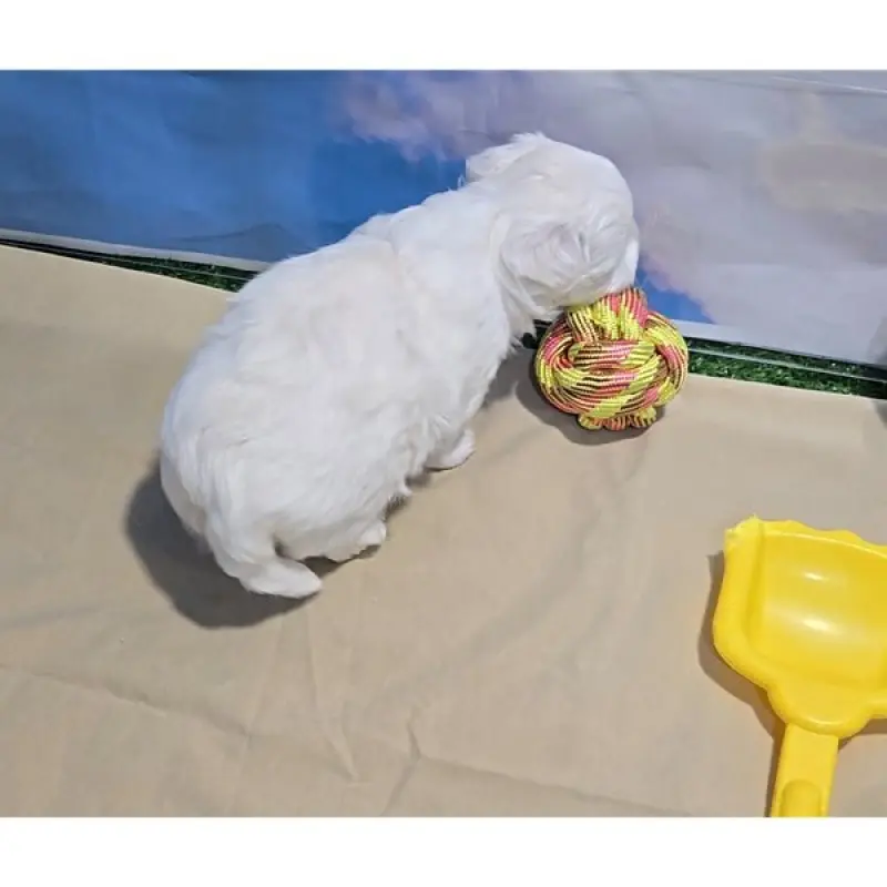 Hugo | image 7