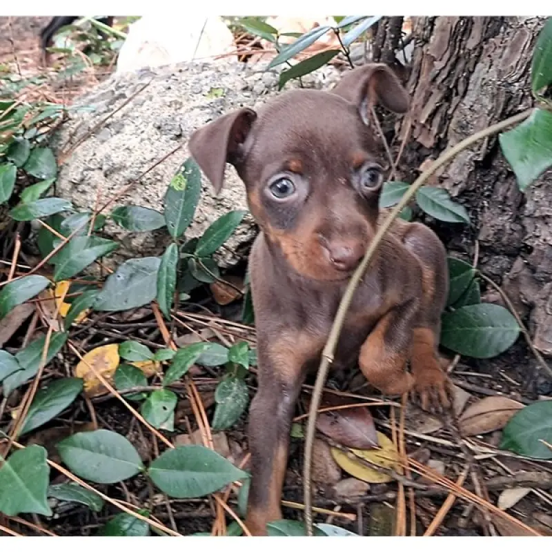 Stormie | image 2