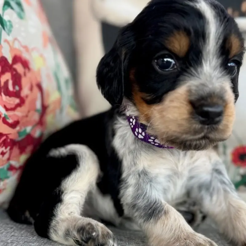 Brielle | image 2