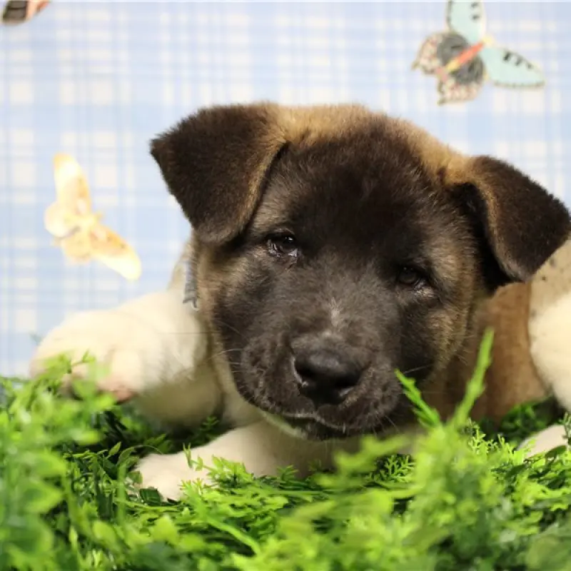 Finn | image 5