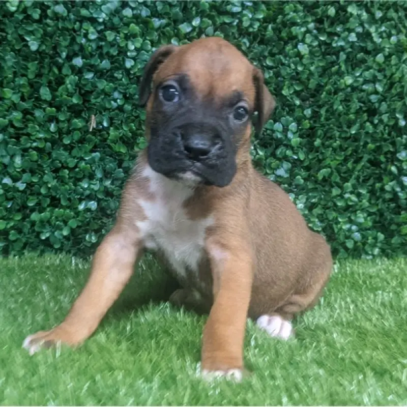 Striker | image 1