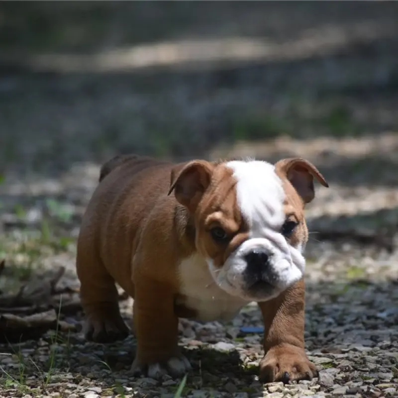 Otis | image 2