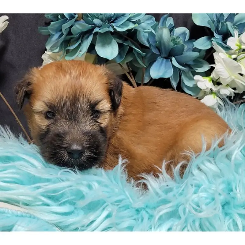 Emmett | image 2