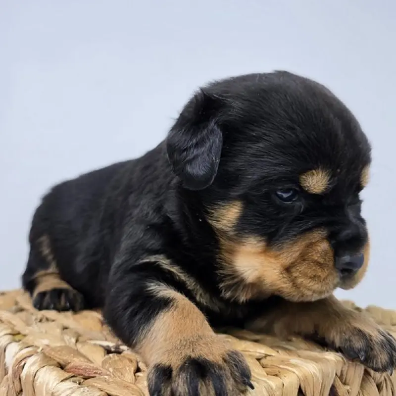 Rufio | image 2