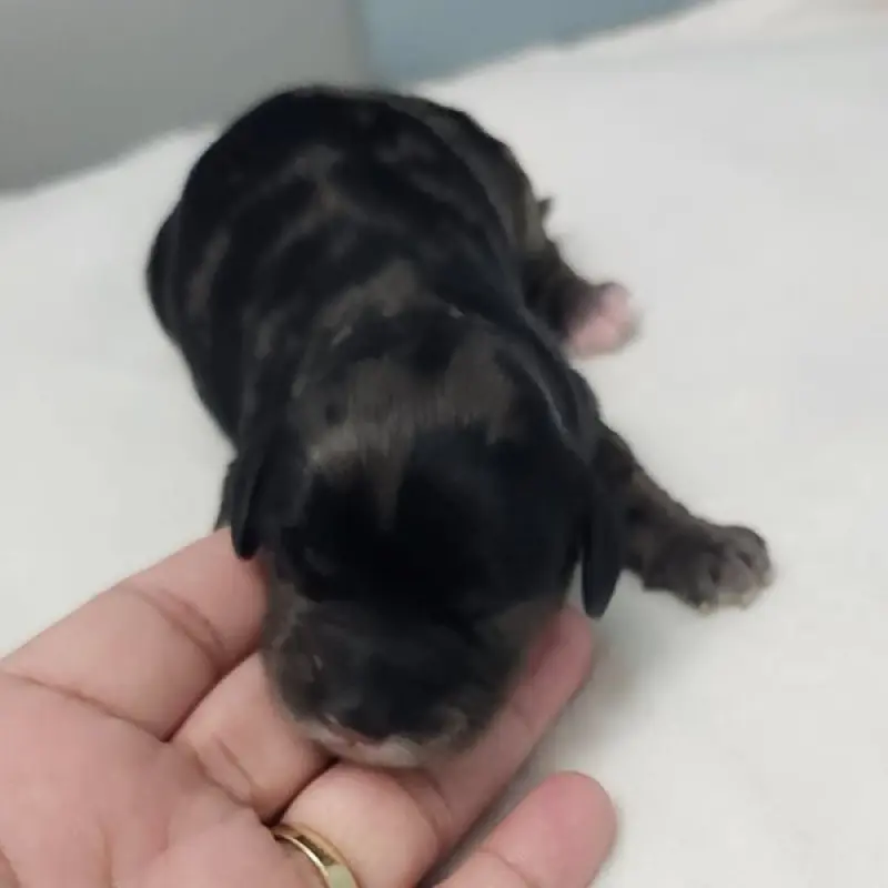 Emmett | image 3