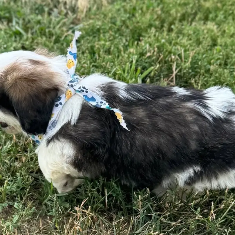 Gary | image 1