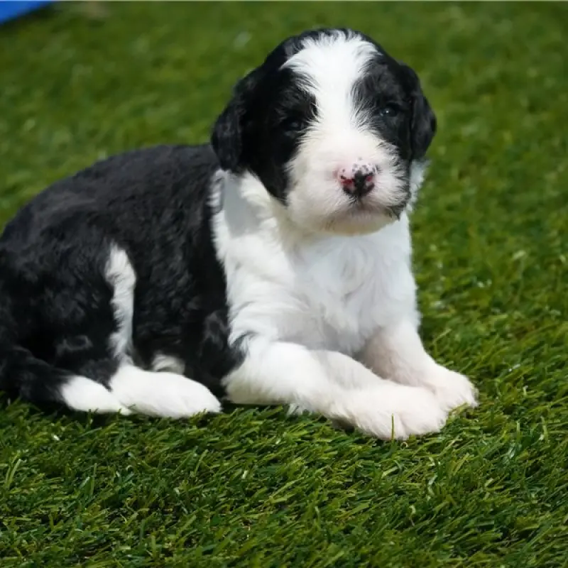 Piper | image 2