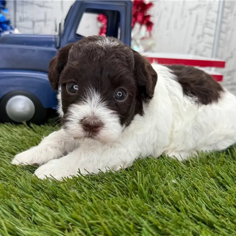 Finn | image 1