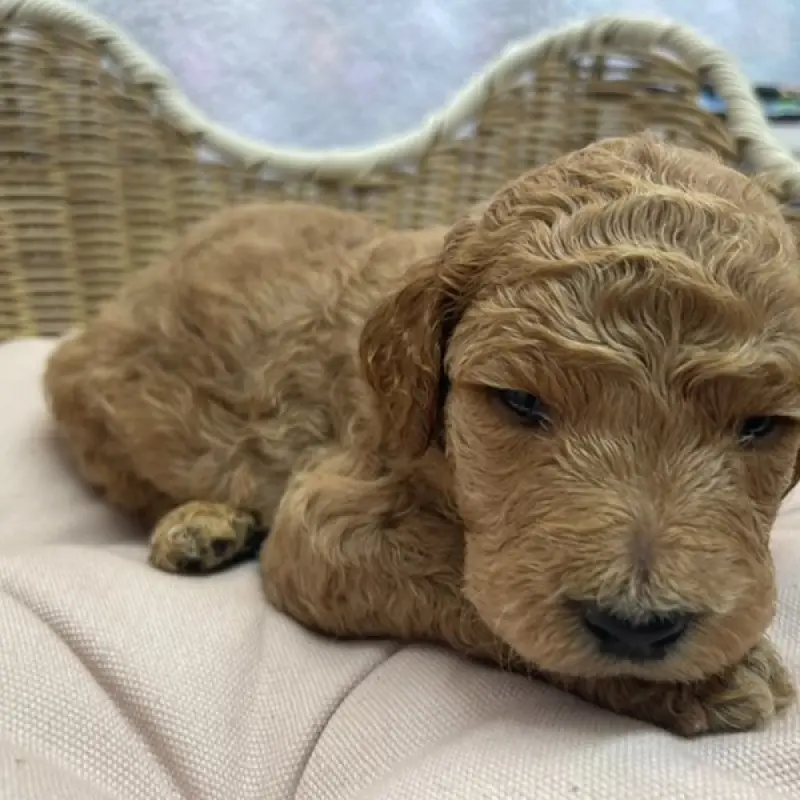 Ellie | image 1