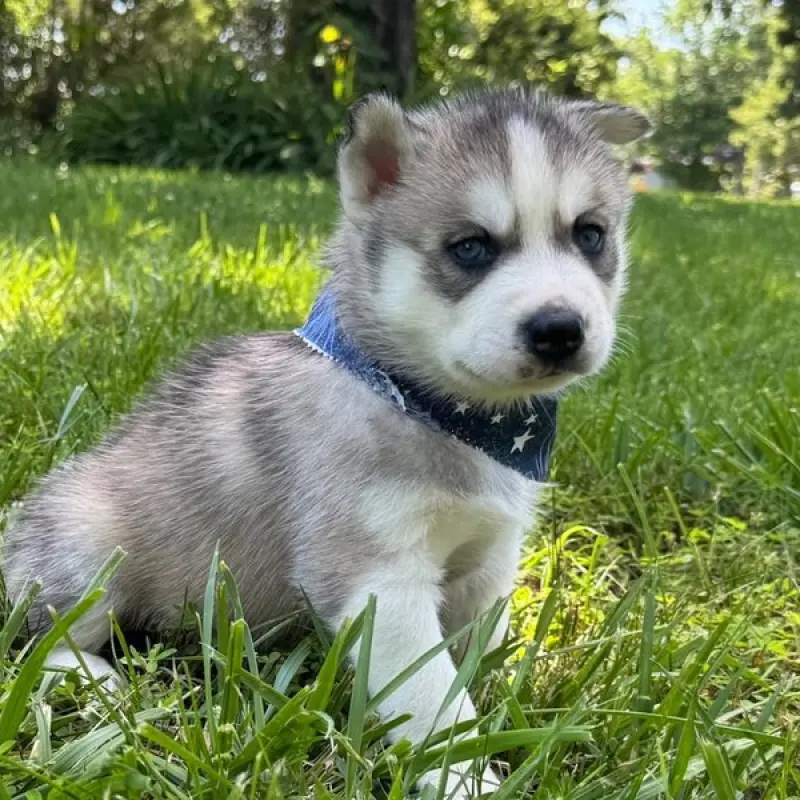 Deacon | image 1