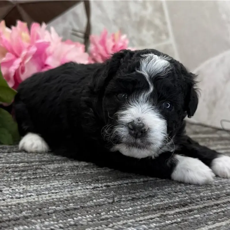 Zeus | image 1