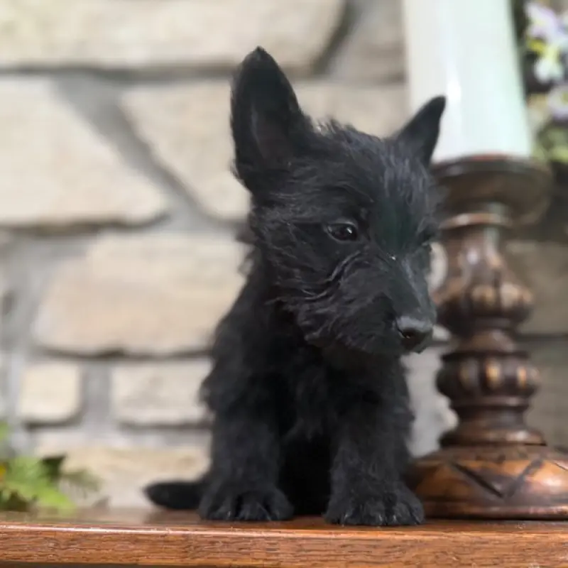 Clyde | image 3