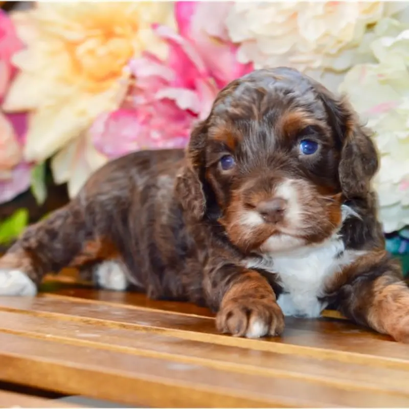 Jax | image 2
