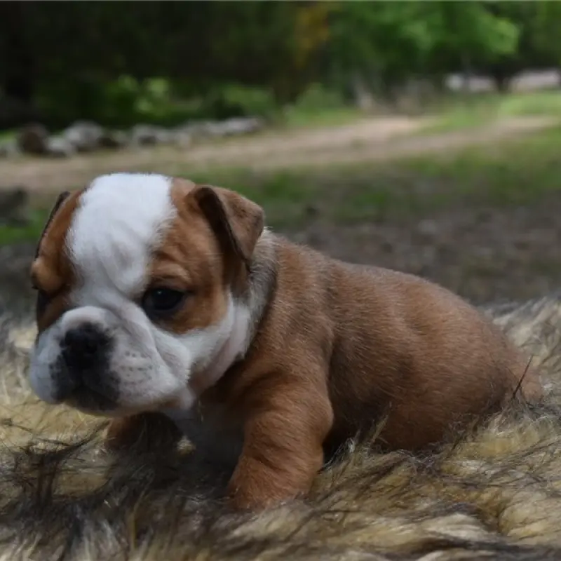Otis | image 6