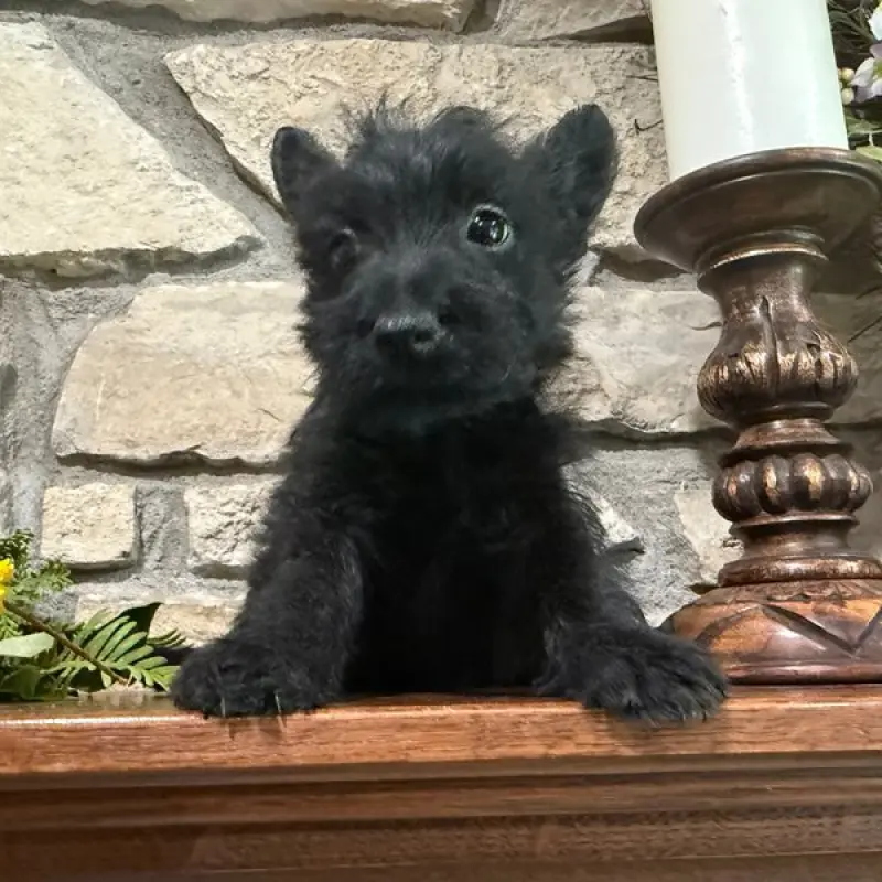 Bonnie | image 1