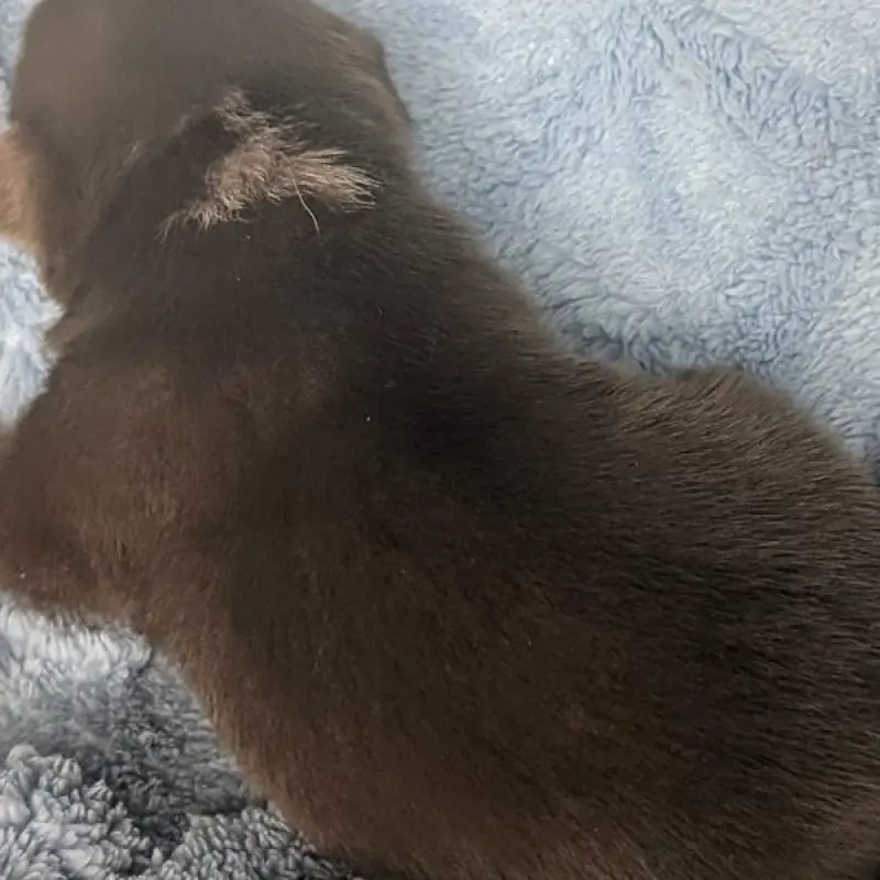 Sonnie | image 2