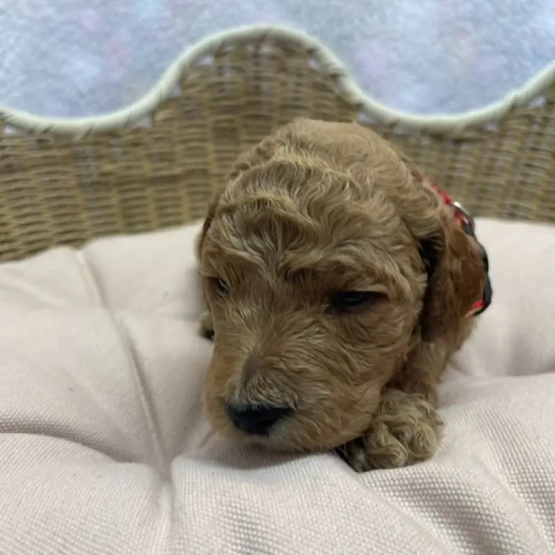 Ellie | image 6