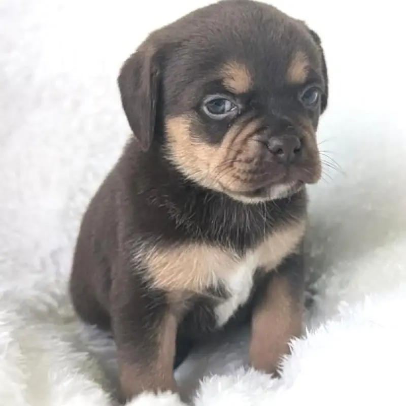 Gingersnap | image 1