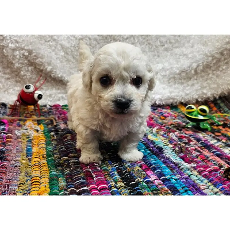 Kyro | image 1