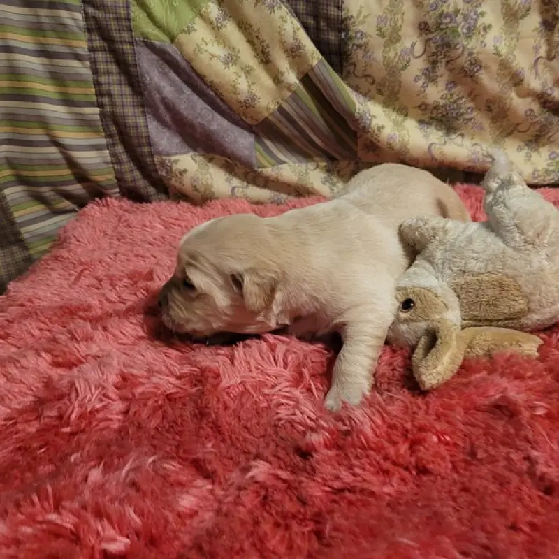 Sam | image 3