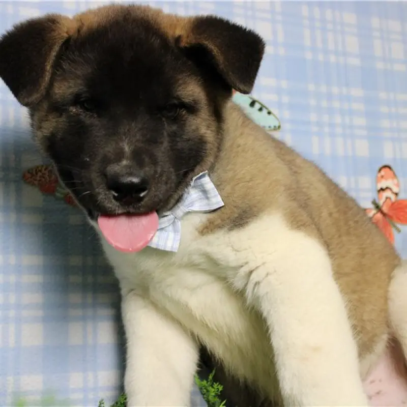 Finn | image 9
