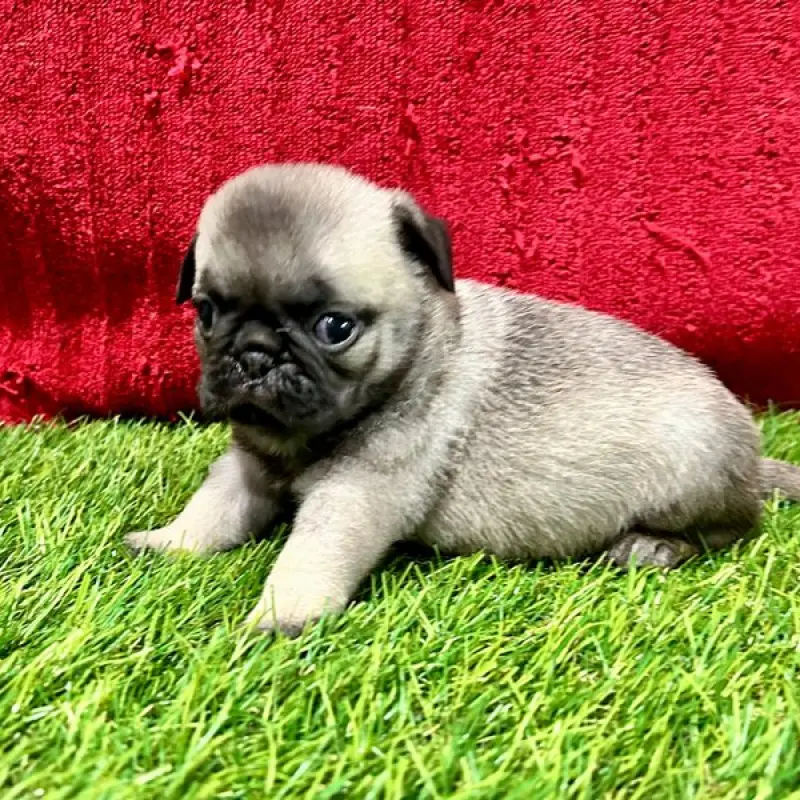Bella | image 2