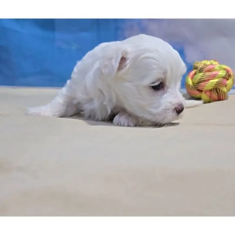 Hugo | image 1