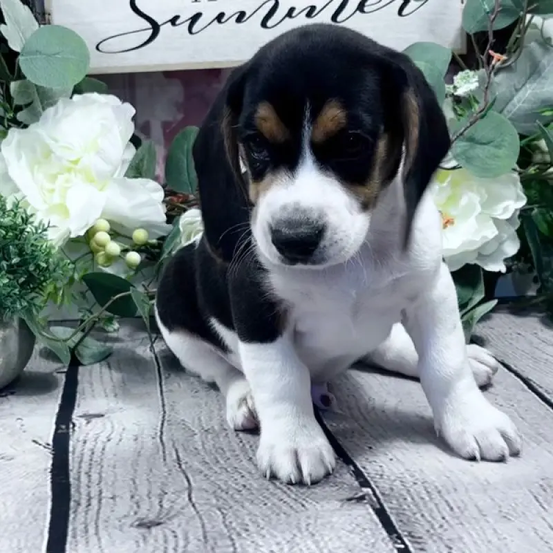 Teddy | image 1