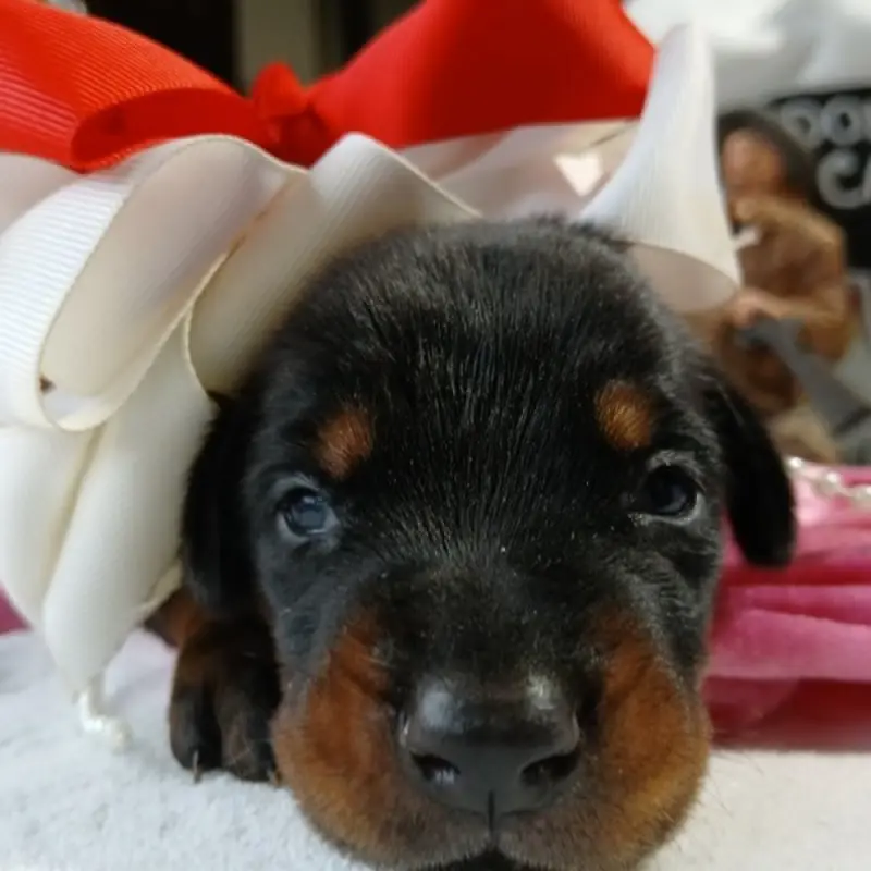 Luna Brielle | image 2