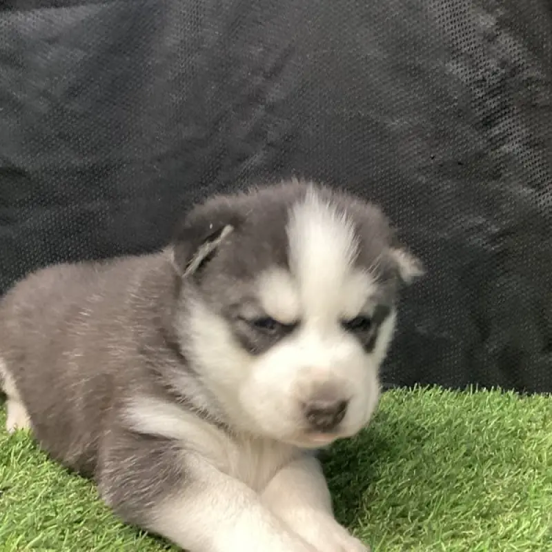 Captain | image 2