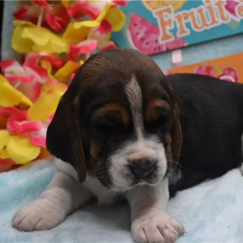 Daisy | image 9