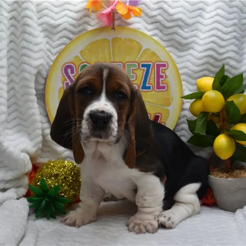 Daisy | image 4