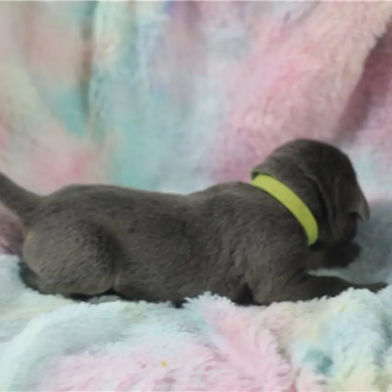 Jenson | image 4