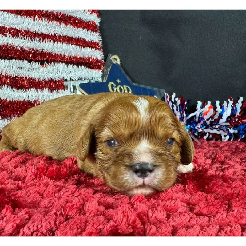 Remy | image 1