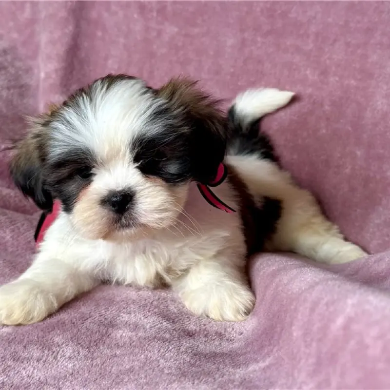Junebug | image 2