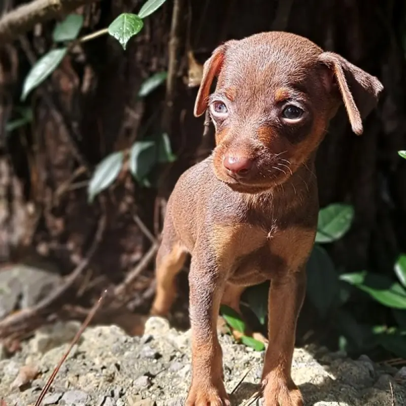Buster Brown | image 3