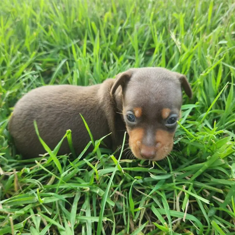 Elias | image 2
