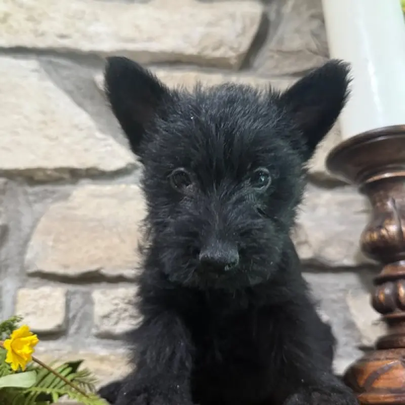Fiona | image 5