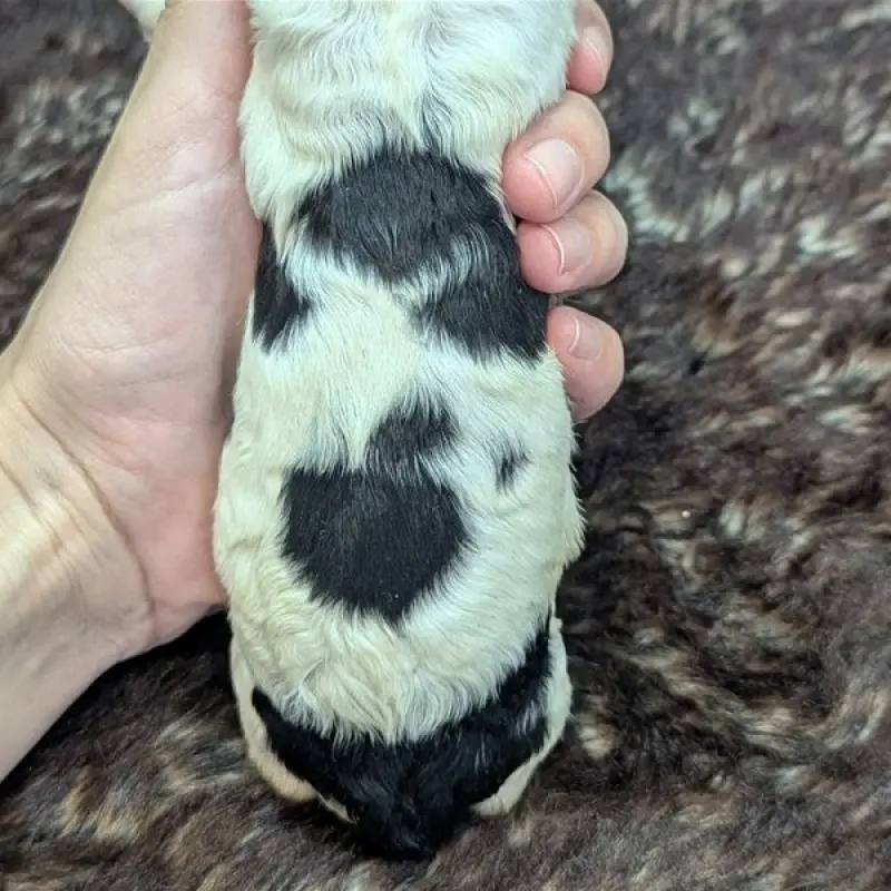 Derek | image 8