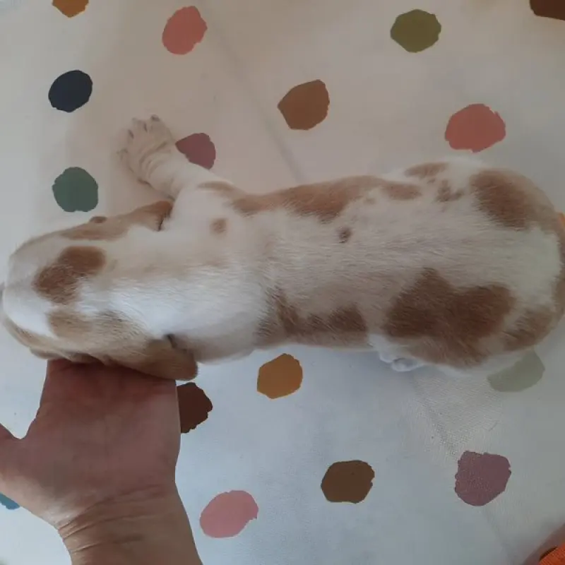 Nigel | image 9