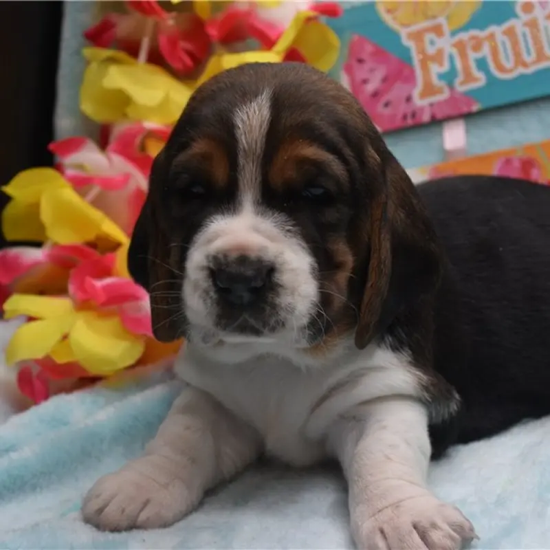 Daisy | image 5