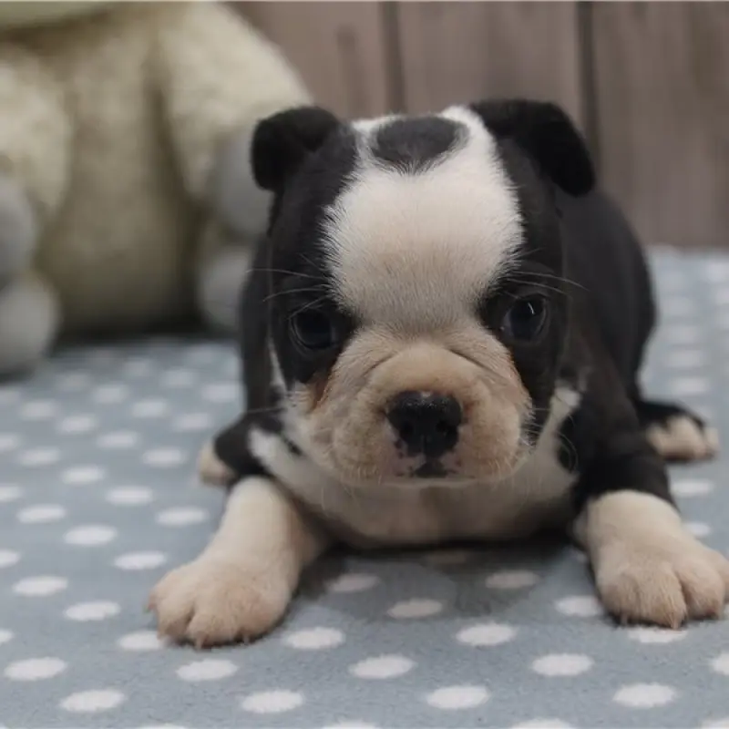 Millie | image 1