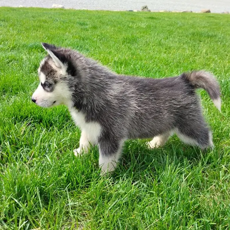 Bonnie | image 7