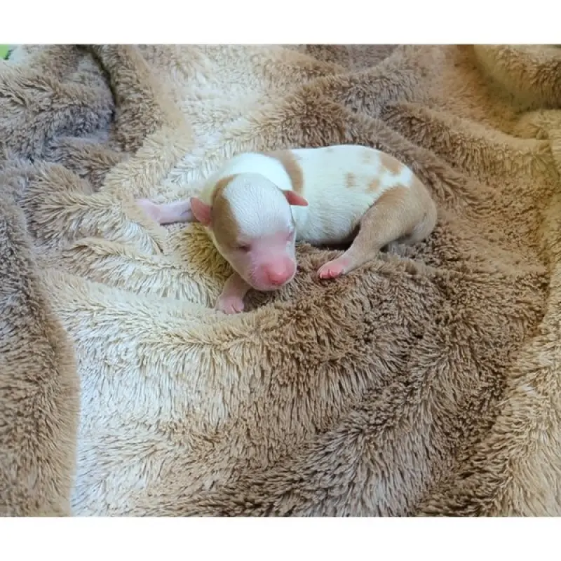 Evelyn | image 2