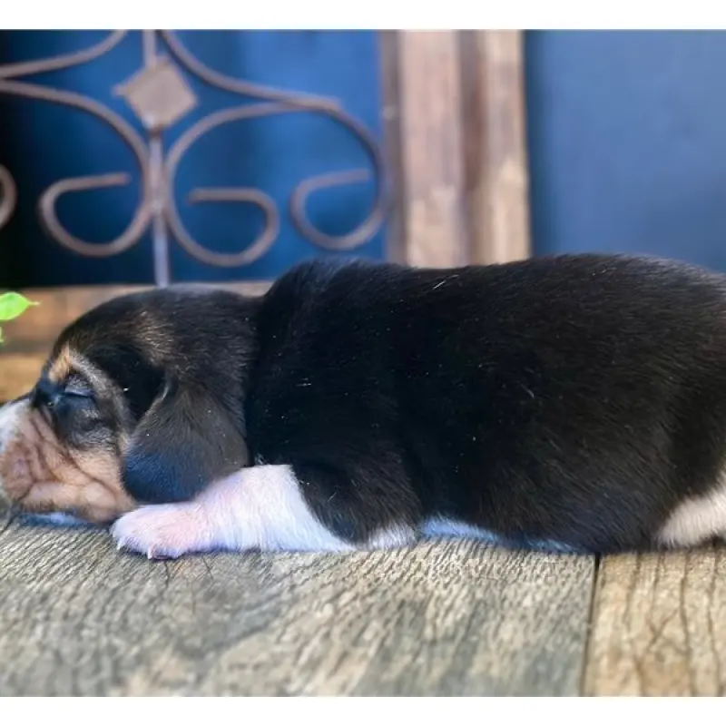 Willy | image 7