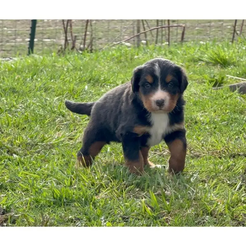 Esme | image 2