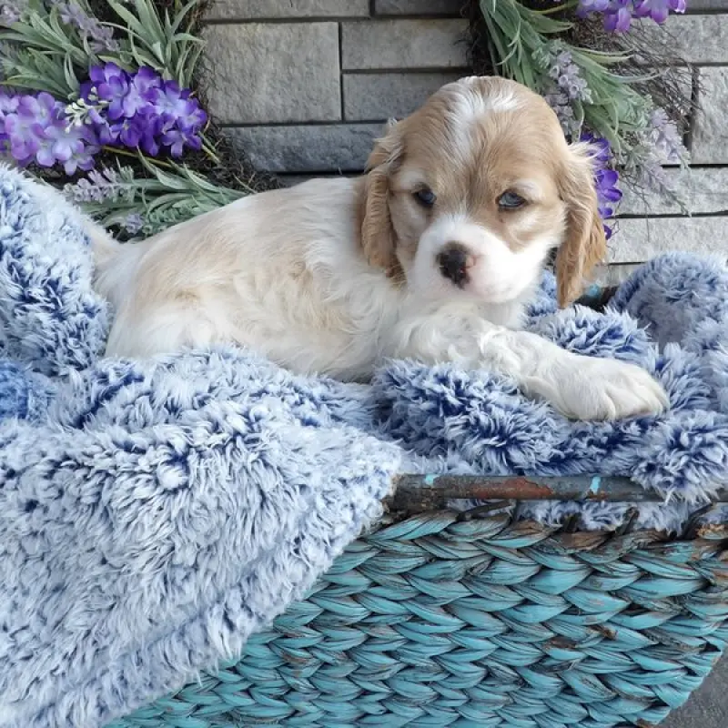 Elias | image 2