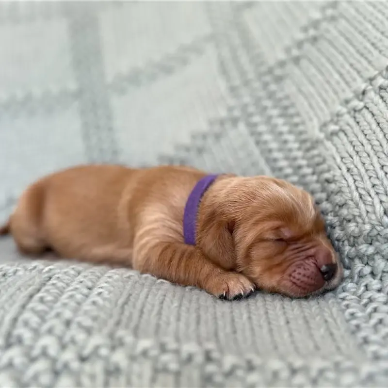 Delilah | image 2