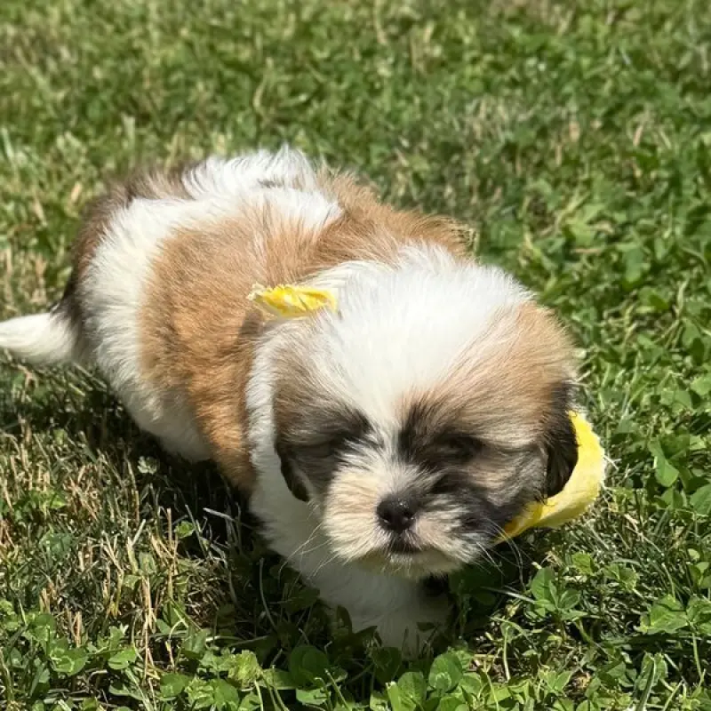 Gus | image 7
